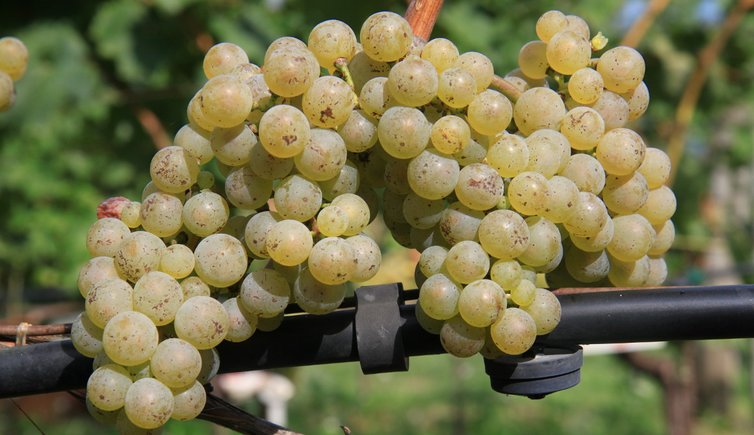 RS Riesling